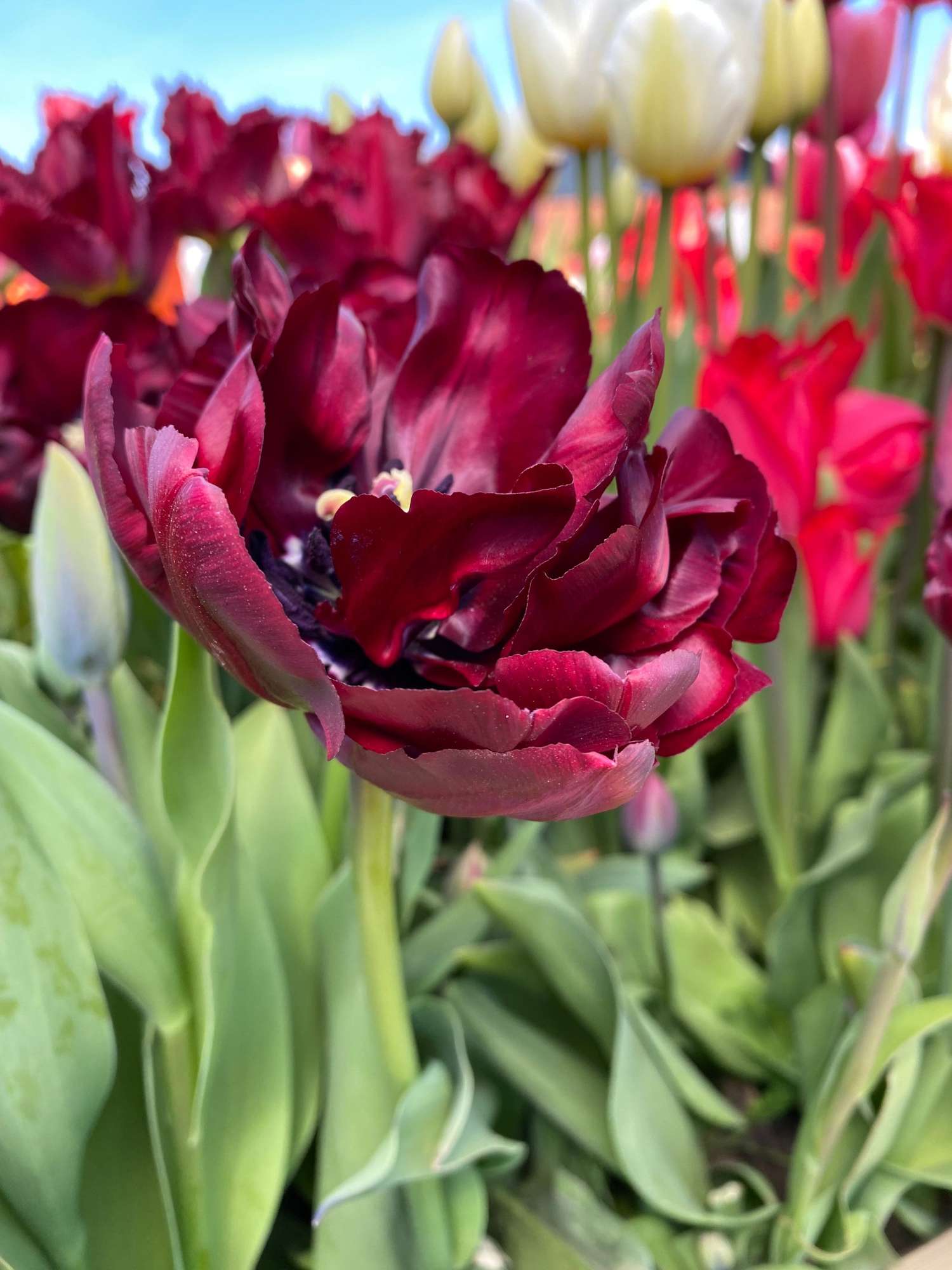 Tulppaani 'Palmyra'